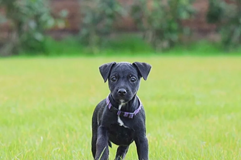 Patterjack