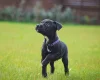 Patterjack