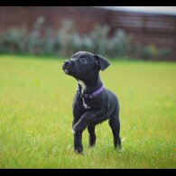 Patterjack