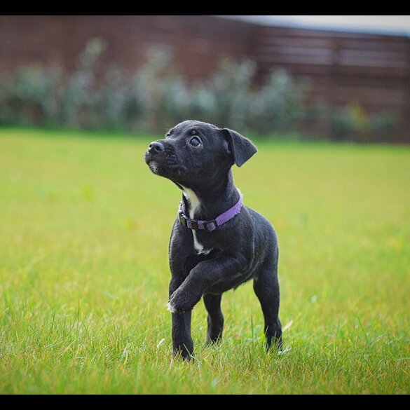 Patterjack