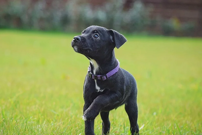 Patterjack