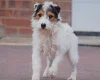 Patterjack