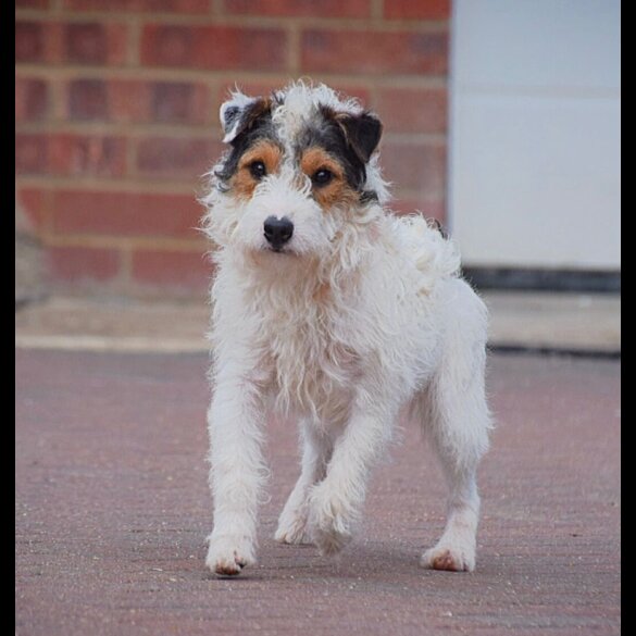 Patterjack