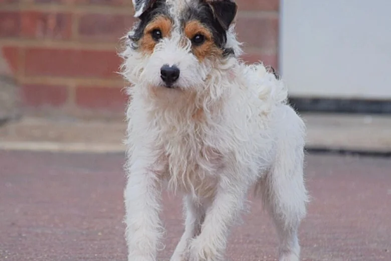 Patterjack