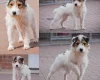 Patterjack
