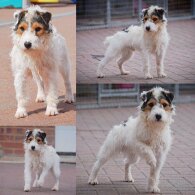 Patterjack