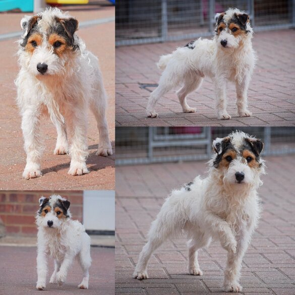 Patterjack