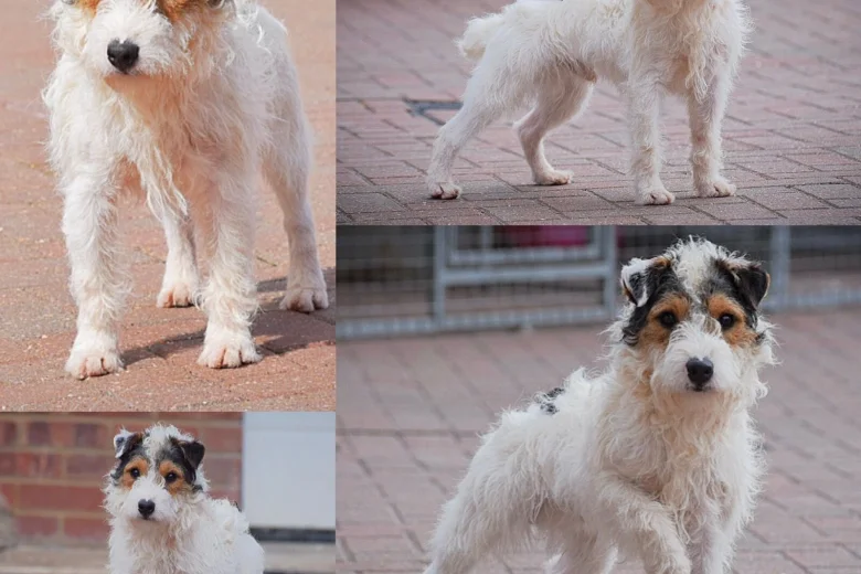Patterjack