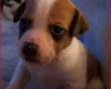 Plummer Terrier