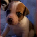 Plummer Terrier