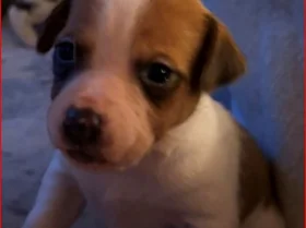 Plummer Terrier