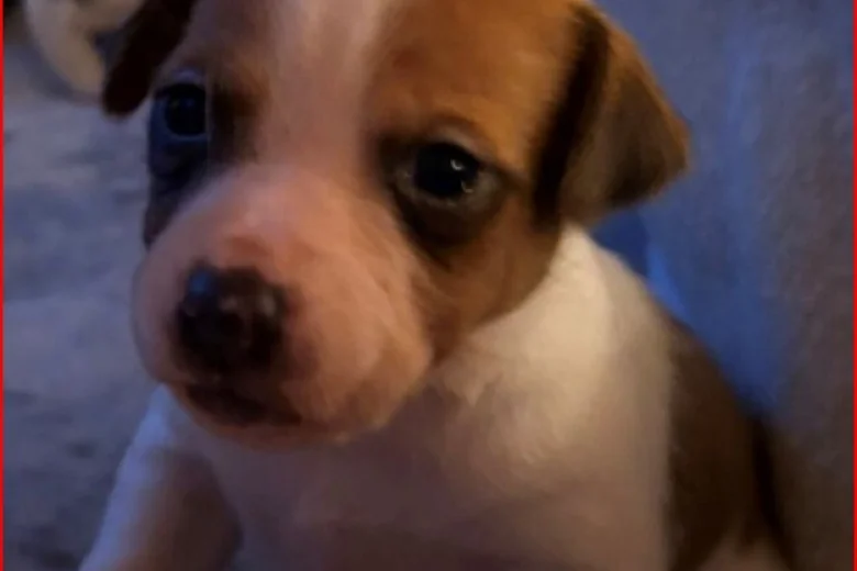 Plummer Terrier