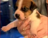 Plummer Terrier