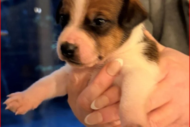Plummer Terrier
