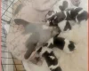 Plummer Terrier