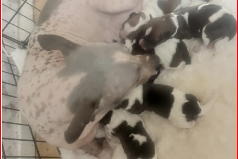 Plummer Terrier