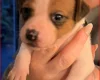 Plummer Terrier