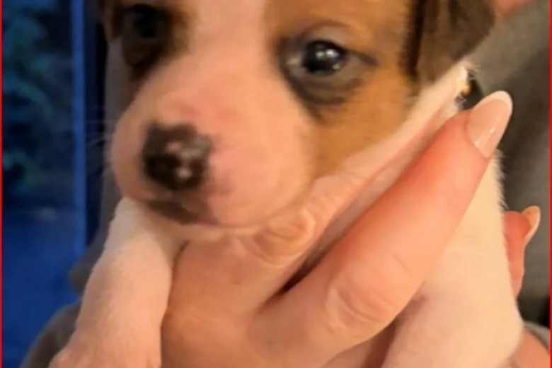 Plummer Terrier