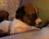 Plummer Terrier