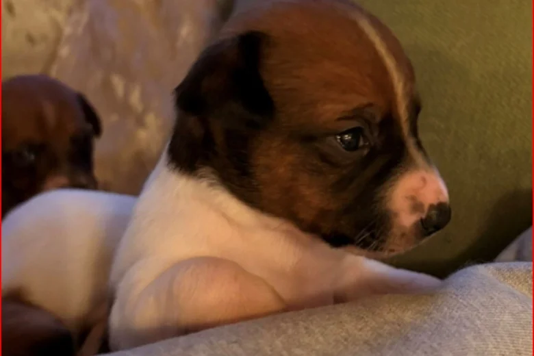 Plummer Terrier