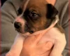 Plummer Terrier