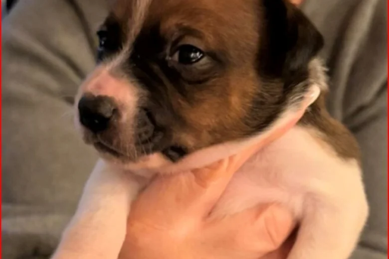 Plummer Terrier