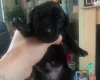 German Shorthaired Pointer