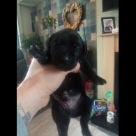 German Shorthaired Pointer