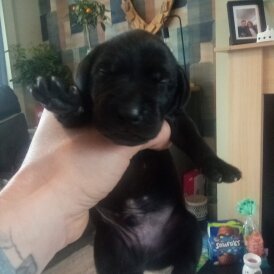 German Shorthaired Pointer