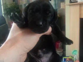 German Shorthaired Pointer