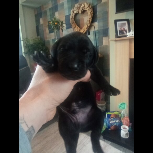 German Shorthaired Pointer