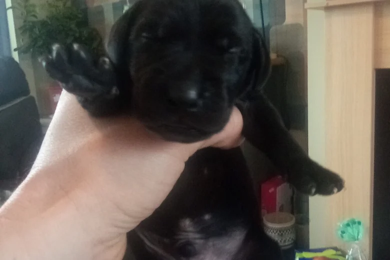 German Shorthaired Pointer