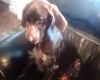German Shorthaired Pointer