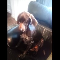 German Shorthaired Pointer