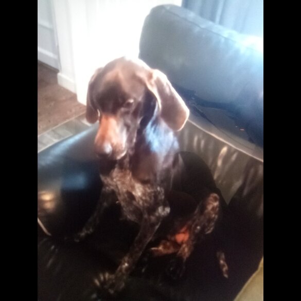 German Shorthaired Pointer