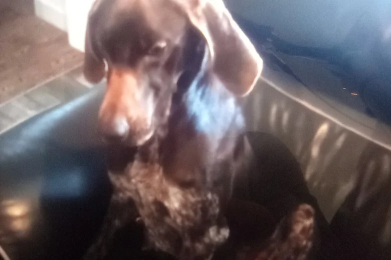German Shorthaired Pointer