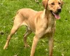 German Shorthaired Pointer