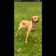 German Shorthaired Pointer