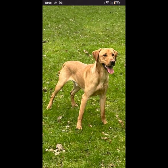 German Shorthaired Pointer
