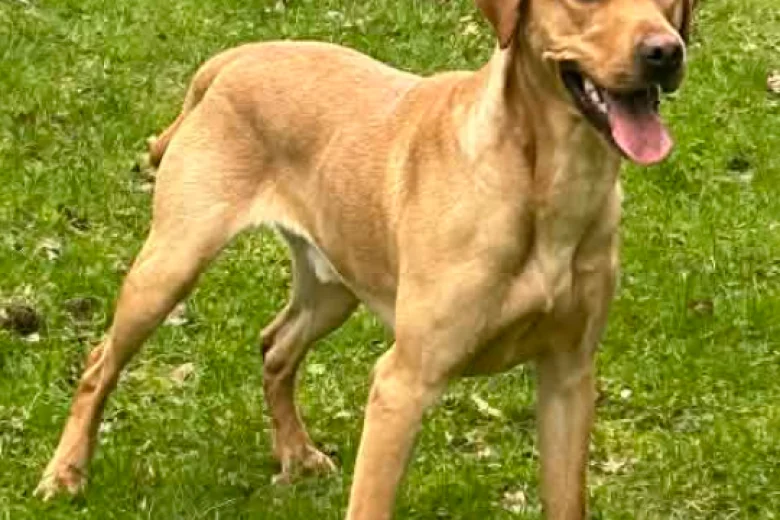 German Shorthaired Pointer