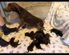 German Shorthaired Pointer