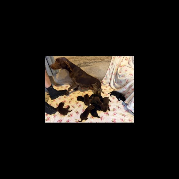 German Shorthaired Pointer