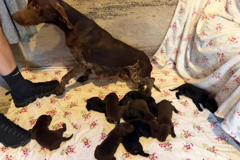 German Shorthaired Pointer