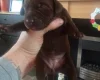 German Shorthaired Pointer