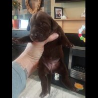 German Shorthaired Pointer