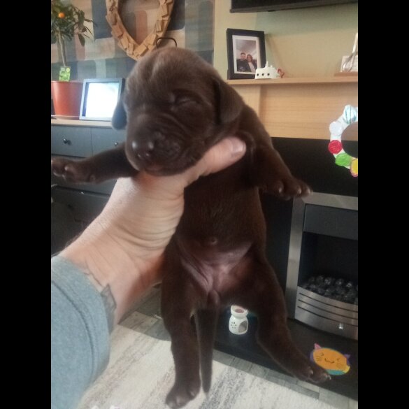 German Shorthaired Pointer