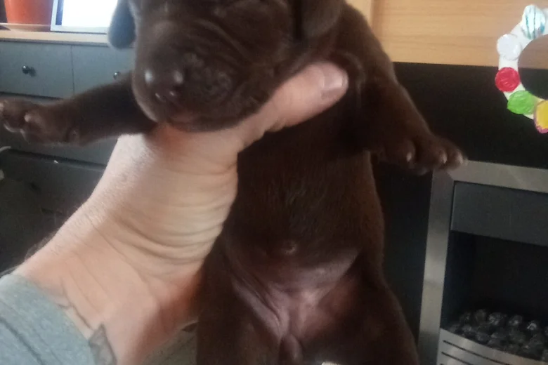 German Shorthaired Pointer