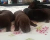German Shorthaired Pointer