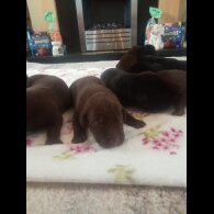 German Shorthaired Pointer