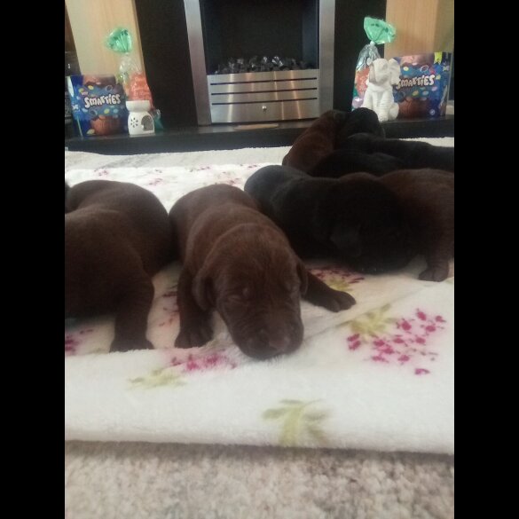 German Shorthaired Pointer